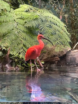 カワスイ 川崎⽔族館に投稿された画像（2022/8/21）