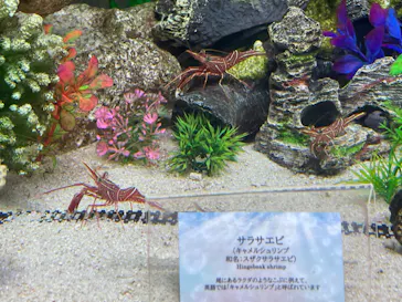 マクセル アクアパーク品川に投稿された画像（2022/8/21）