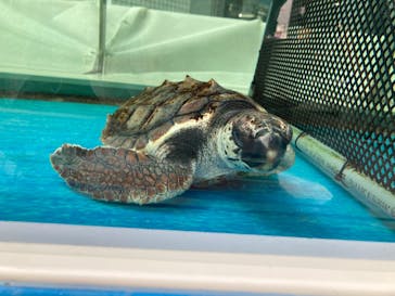 名古屋港水族館に投稿された画像（2022/8/21）