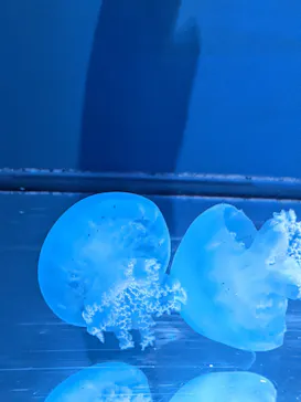 すみだ水族館に投稿された画像（2022/8/21）