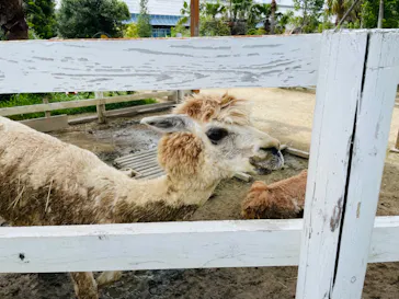神戸どうぶつ王国に投稿された画像（2022/8/21）