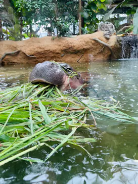 神戸どうぶつ王国に投稿された画像（2022/8/21）