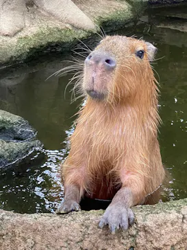 神戸どうぶつ王国に投稿された画像（2022/8/21）