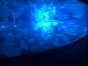 すみだ水族館に投稿された画像（2022/8/21）