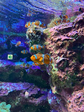 サンシャイン水族館に投稿された画像（2022/8/21）