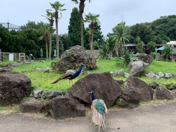 伊豆シャボテン動物公園に投稿された画像（2022/8/21）