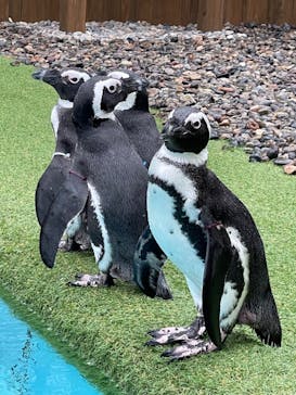 おさるランド＆アニタウン　日光さる軍団劇場に投稿された画像（2022/8/21）