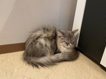 おさるランド＆アニタウン　日光さる軍団劇場に投稿された画像（2022/8/21）