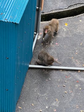 おさるランド＆アニタウン　日光さる軍団劇場に投稿された画像（2022/8/21）