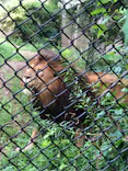 よこはま動物園ズーラシアに投稿された画像（2022/8/22）