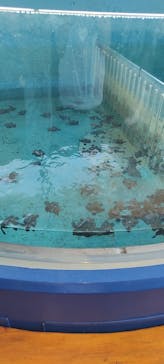 串本海中公園水族館に投稿された画像（2022/8/21）