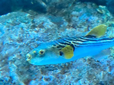 名古屋港水族館に投稿された画像（2022/8/21）