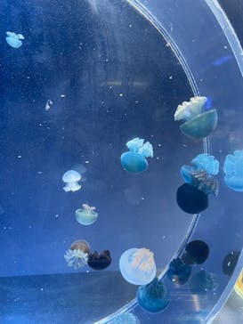 名古屋港水族館に投稿された画像（2022/8/22）