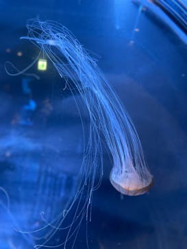 名古屋港水族館に投稿された画像（2022/8/22）