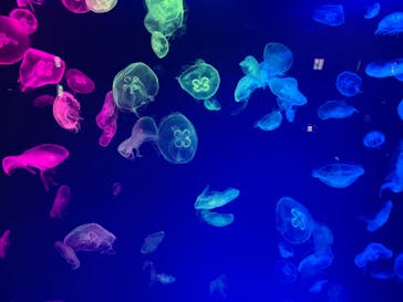 名古屋港水族館に投稿された画像（2022/8/22）