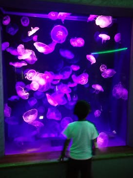 島根県立 しまね海洋館に投稿された画像（2022/8/22）