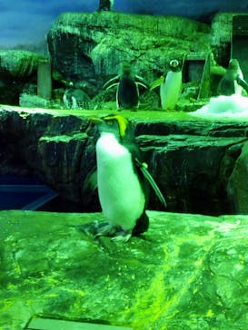 島根県立 しまね海洋館に投稿された画像（2022/8/22）