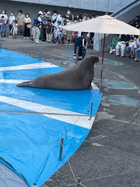 大分マリーンパレス水族館 「うみたまご」に投稿された画像（2022/8/22）