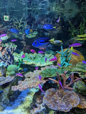 サンシャイン水族館に投稿された画像（2022/8/22）