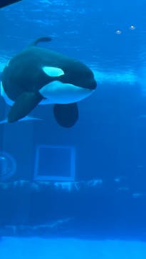 名古屋港水族館に投稿された画像（2022/8/22）