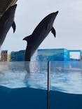 新江ノ島水族館に投稿された画像（2022/8/22）