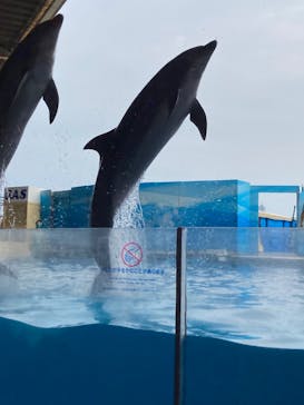 新江ノ島水族館に投稿された画像（2022/8/22）