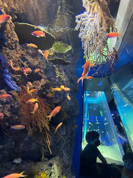 アクアワールド茨城県大洗水族館に投稿された画像（2022/8/22）
