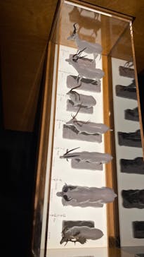 国立科学博物館に投稿された画像（2022/8/22）