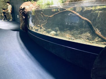 サケのふるさと 千歳水族館に投稿された画像（2022/8/22）