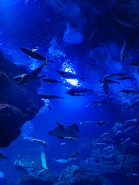 京都水族館に投稿された画像（2022/8/22）