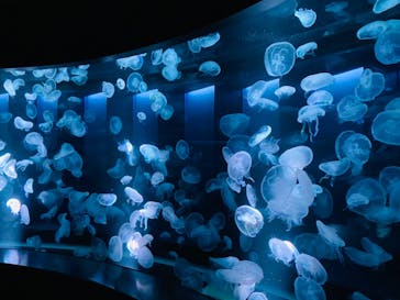 京都水族館に投稿された画像（2022/8/22）