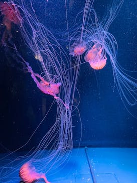 京都水族館に投稿された画像（2022/8/22）