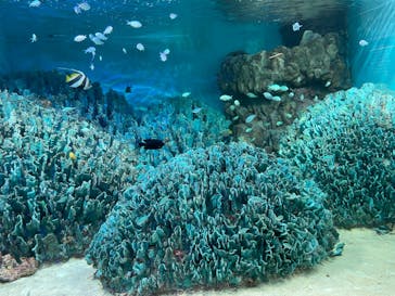 サンシャイン水族館に投稿された画像（2022/8/22）