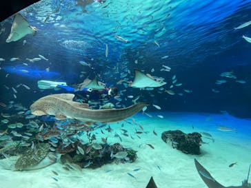 サンシャイン水族館に投稿された画像（2022/8/22）
