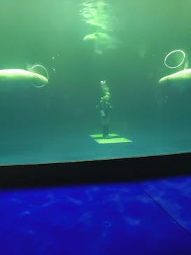 島根県立 しまね海洋館に投稿された画像（2022/8/22）