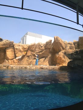 島根県立 しまね海洋館に投稿された画像（2022/8/22）