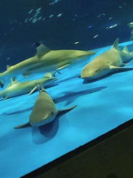 島根県立 しまね海洋館に投稿された画像（2022/8/22）