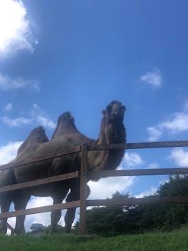 那須どうぶつ王国に投稿された画像（2022/8/22）