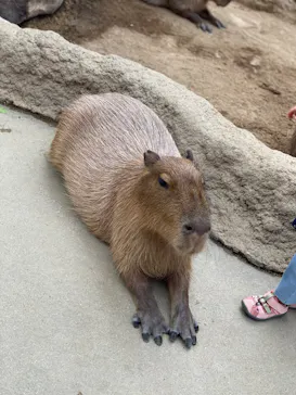 神戸どうぶつ王国に投稿された画像（2022/8/22）