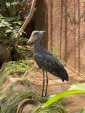 神戸どうぶつ王国に投稿された画像（2022/8/22）