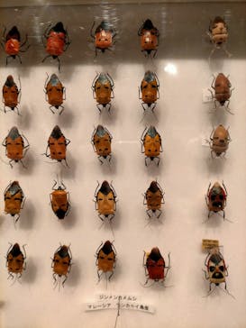 体感するファーブル昆虫展 NAGOYAに投稿された画像（2022/8/22）