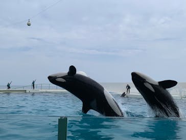 鴨川シーワールドに投稿された画像（2022/8/22）