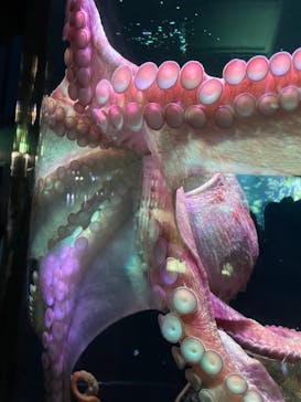 サンシャイン水族館に投稿された画像（2022/8/22）