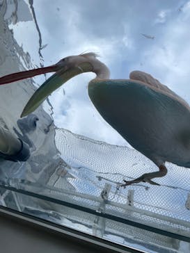 サンシャイン水族館に投稿された画像（2022/8/22）