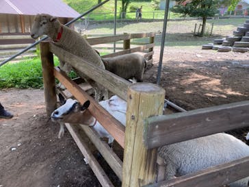 伊香保グリーン牧場に投稿された画像（2022/8/22）