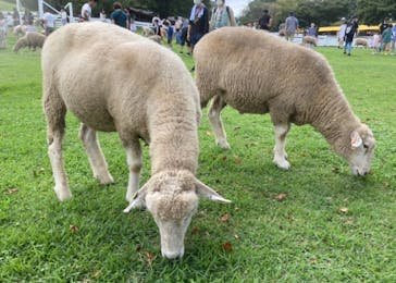 伊香保グリーン牧場に投稿された画像（2022/8/22）