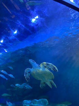 しながわ水族館に投稿された画像（2022/8/22）