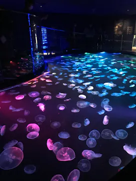 すみだ水族館に投稿された画像（2022/8/22）