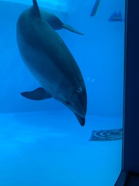 名古屋港水族館に投稿された画像（2022/8/22）