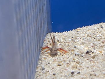 しながわ水族館に投稿された画像（2022/8/22）